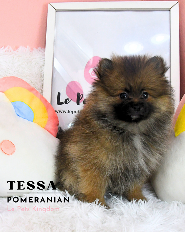 TESSA (Pomeranian - UK Imported)