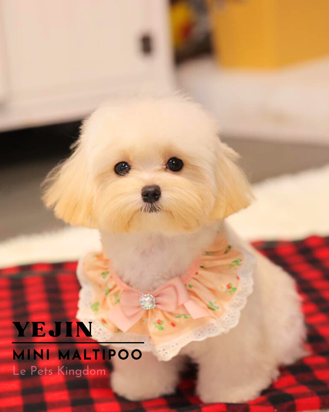 YEJIN (Mini Maltipoo - Korea Imported)