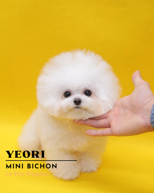 YEORI (Mini Bichon - Korea Imported)