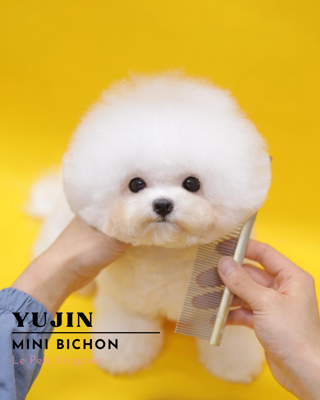 YUJIN (Mini Bichon - Korea Imported)