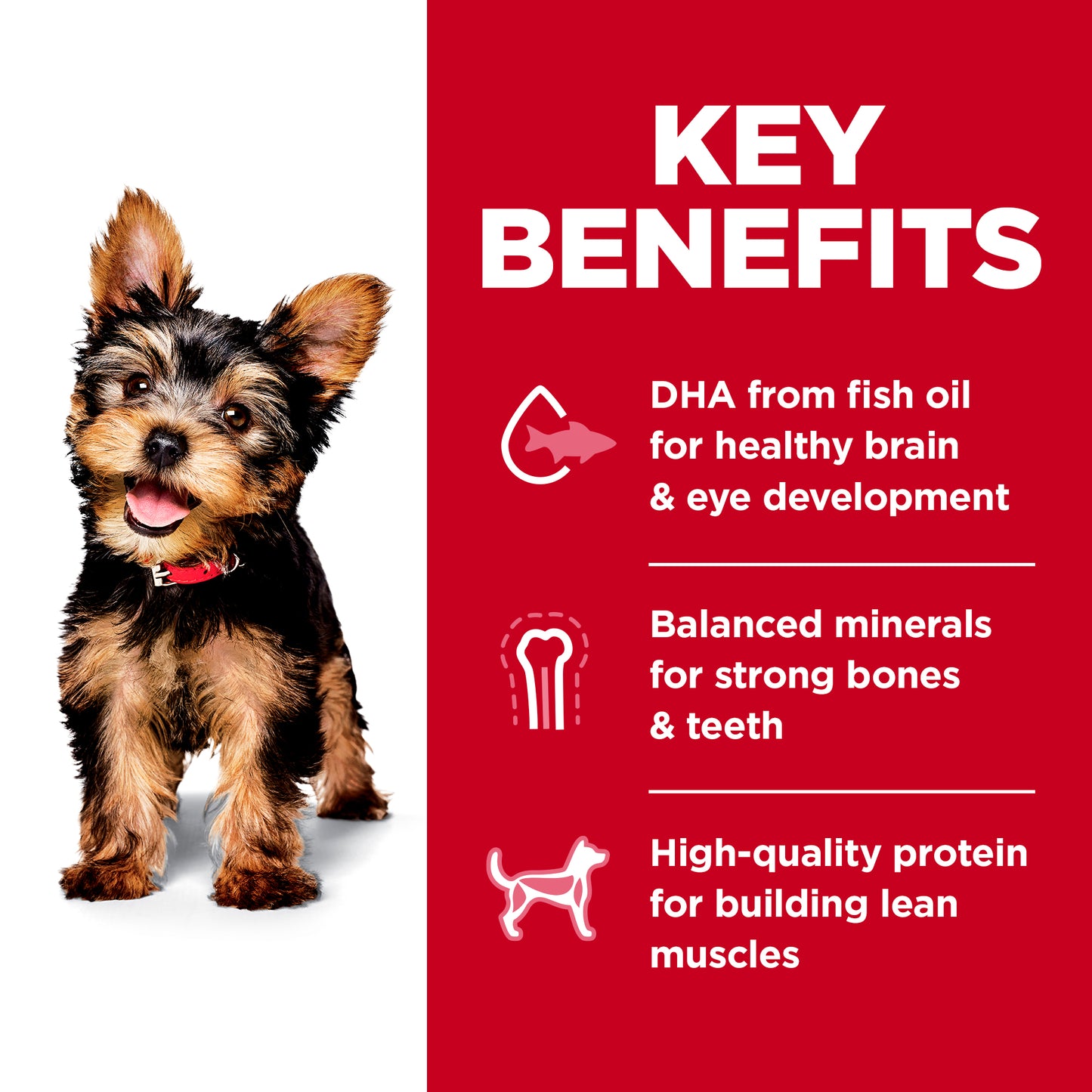 Hills Science Diet Puppy Small Paws Chicken Meal & Barley Dry Dog Food 1.5kg